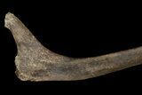 Fossil Hadrosaur (Duck-Billed Dinosaur) Rib - Montana #176807-5